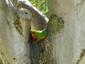 Lorikeets bathing in a tree after rain Lorikeets bathing in a tree after rain