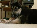 lol puppeh