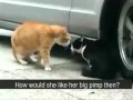 kucing gaduh with subtitle