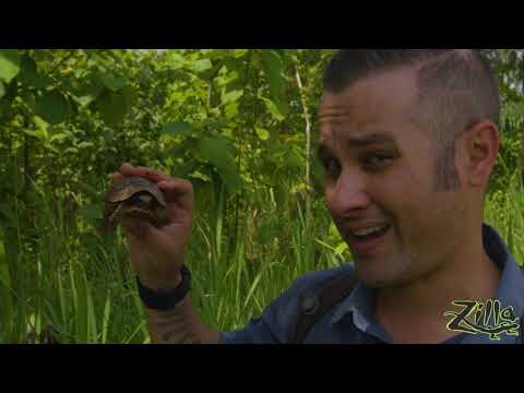 YouTube reptile video