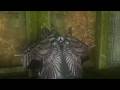 videos de Gothic 2: Noc Kruka - Kruk w świątyni PL