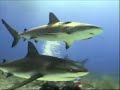 Shark Dive, Nassau 2007