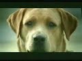 Labrador