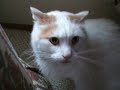 Baily Mad Cat Part 2