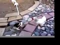 Polic�a Gallin�cea