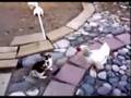 Cual Cerdo - Polic�a Gallin�cea