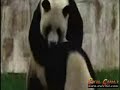 Pandas follando Pandas follando