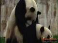 Pandas follando