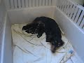Love feeding her pups, 3 days old