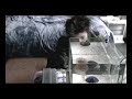 Communicating with a Box Jellyfish
