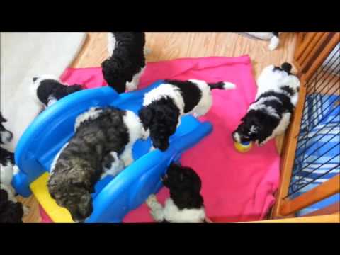 Jazz and Jaxon 2 Oct 2014 Litter