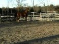 Wisteria Video 2