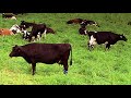 Warp Drives, Asteroid Belts, and Magnetic Cows