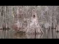 Cypress Home - Greenfield Lake Eco Tours