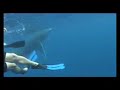Swimming with Gentle Giants - snorkelling