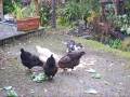 videos de Chickens and cat feeding together ! Naughty Lilie pinching chicken food scraps