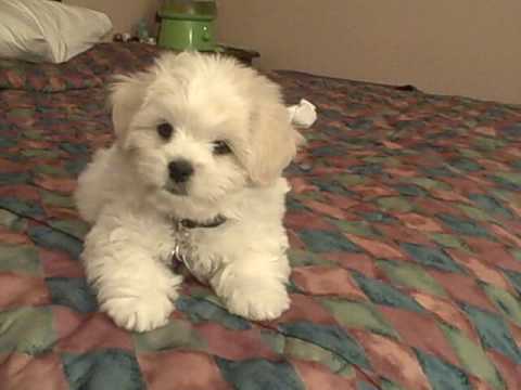 give me paw!