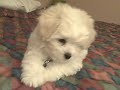 give me paw!