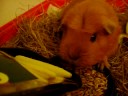 Mon cochon d'inde