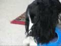 English Toy Spaniel video