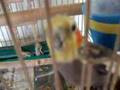 Milton The Cockatiel Speaks