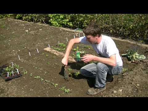 how to replant beetroot