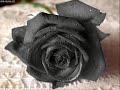 Someboy's Me by Enrique with lyrics in description