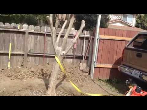 how to transplant myrtle