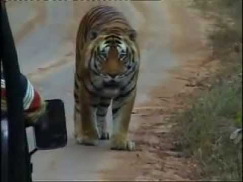 Bengal Tiger