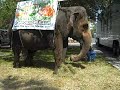 College Hunks Hauling Junk Second Annual Convention with Elephant