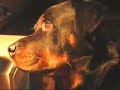 Talking Rottweiler
