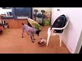 Crazy Dog Won't Share The Food