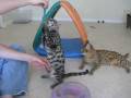 videos de AJSavannahs Tessa, Ellie, and Meica