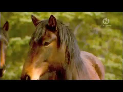 Канадские дикие лошади