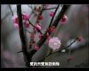 趙展彤爸爸唱《一翦梅》