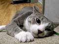 Trip-Cat