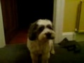 Dexter the Great