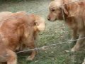 DVAA-my dogs hate me