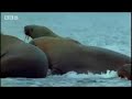 Polar Bear Battlefields: Blubber Massacre