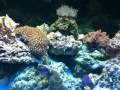 75 Gallon Reef Tank
