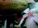 Vote for Kratz01\ Vote for Kratz01\