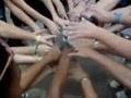 CInquemila Mini Mani By Emilia Romagna Team