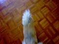 PEKINGESE DANCE.