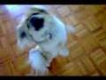 Pekingese video