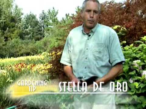 how to transplant stella d'oro lilies