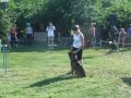 Daeron in agility exam Gödöllő