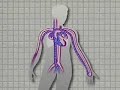 Biologia - Fisiologia - O sistema circulat�rio