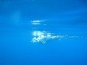 Manta