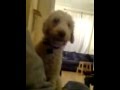 Bedlington