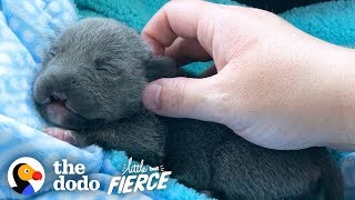 Dwarf Pittie Puppy with No Nose Grows Up To Be An Adorable Terror | The Dodo Little But Fierce by The Dodo
